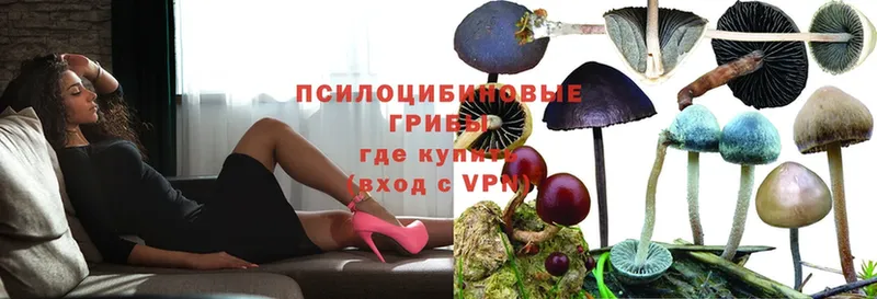 Псилоцибиновые грибы Psilocybe  наркошоп  Каргат 